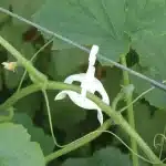 וויים ערכת הדלייה