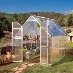 חממת אסנס ביתית