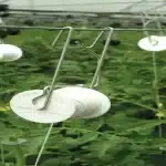 נראות ערכת הדלייה