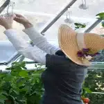 ערכת הדלייה