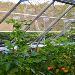 ערכת הדלייה לחממה