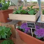 תמונת חממה מבפנים